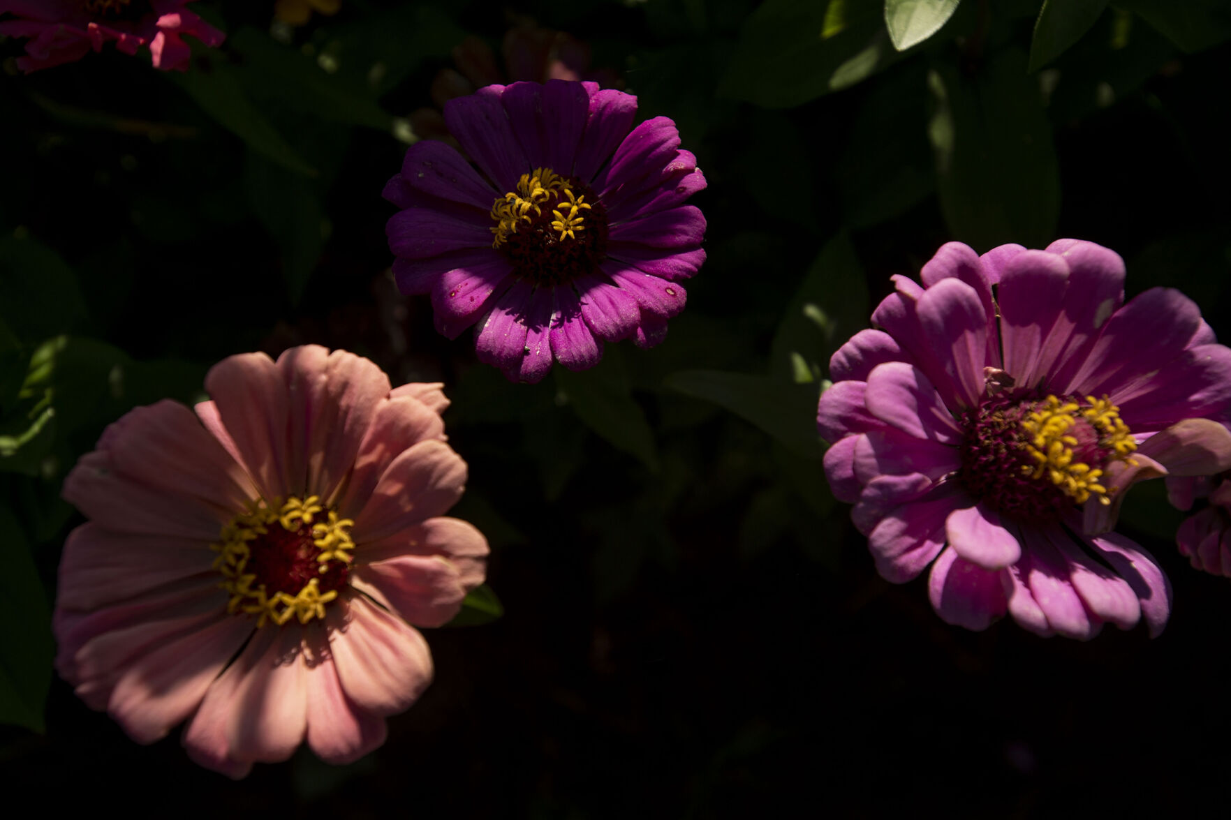 091521-news-ethnic-gardening 15.jpg